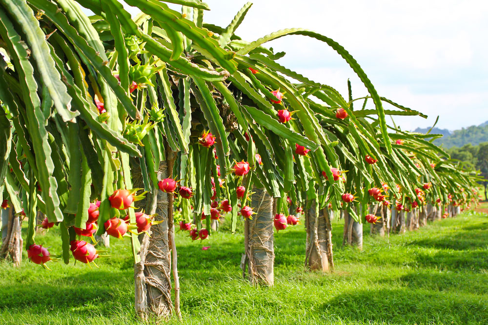 Dragon-fruit-field